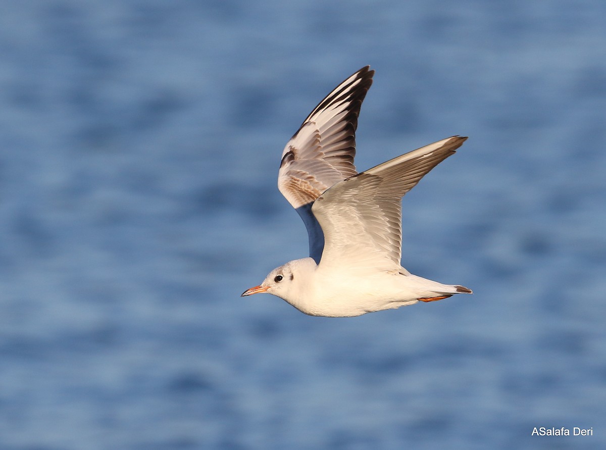 Mouette rieuse - ML303033131