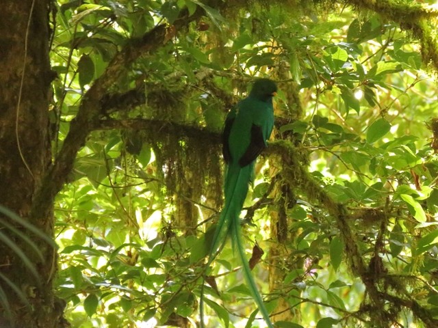 Quetzal resplendissant - ML303033211