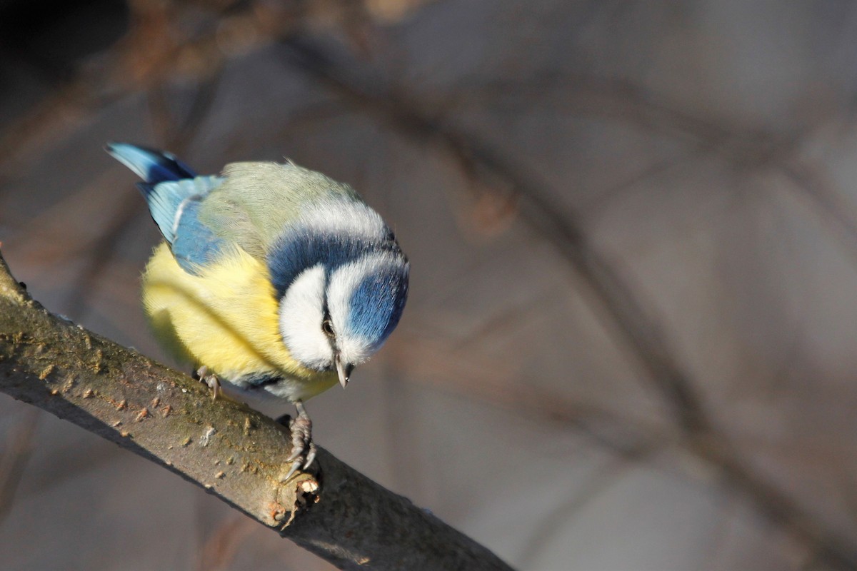 Eurasian Blue Tit - ML303034871