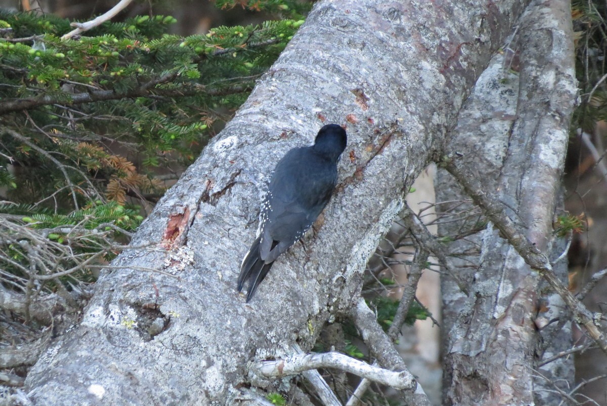 Black-backed Woodpecker - Josh Fecteau