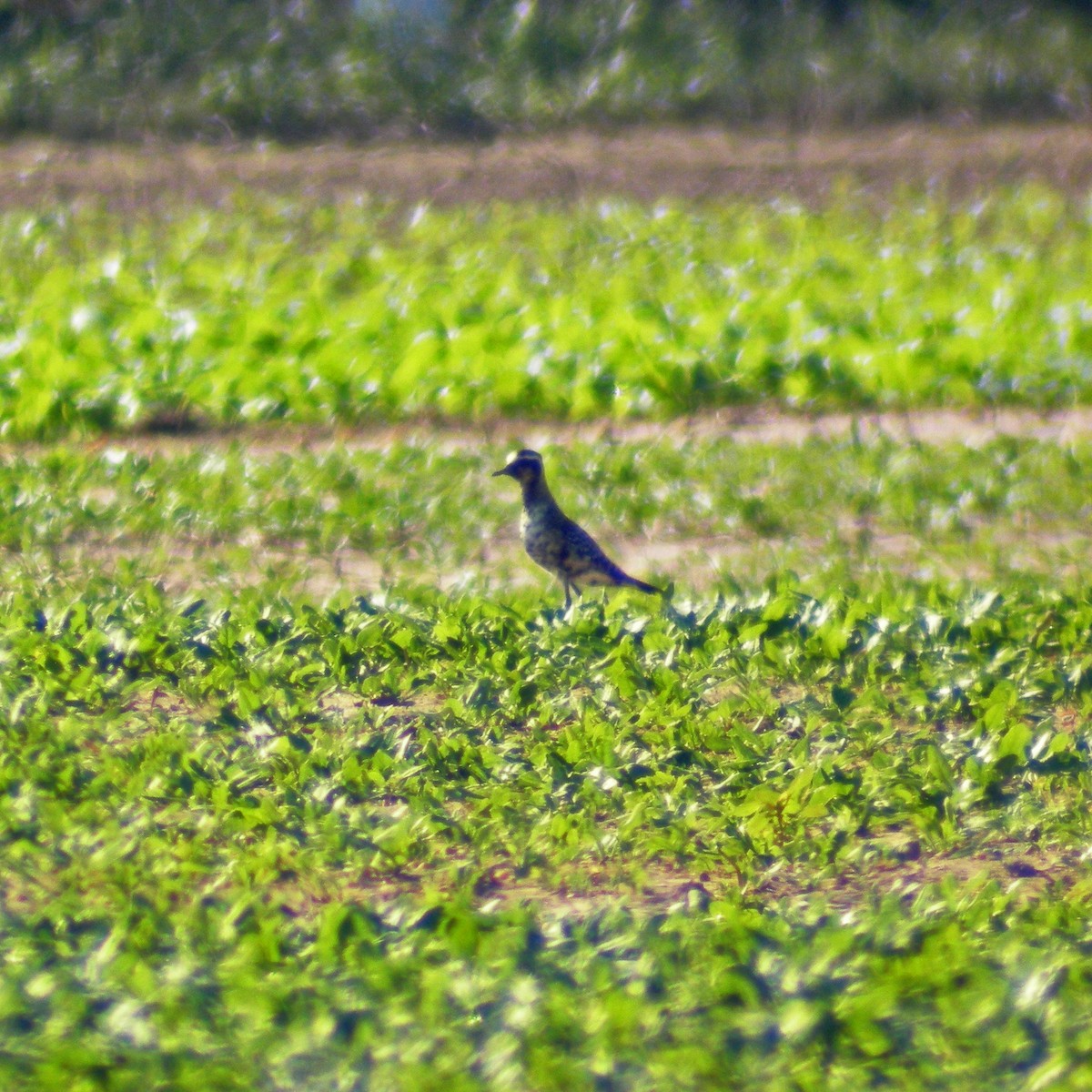 American Golden-Plover - William Keim