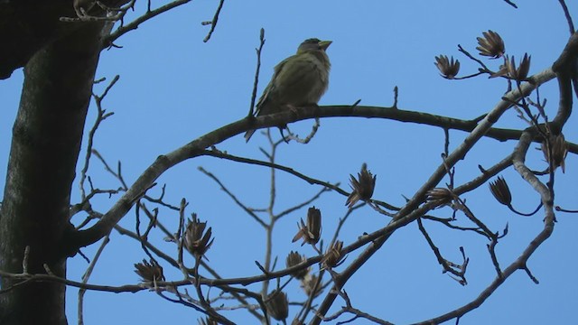 Evening Grosbeak - ML303037891