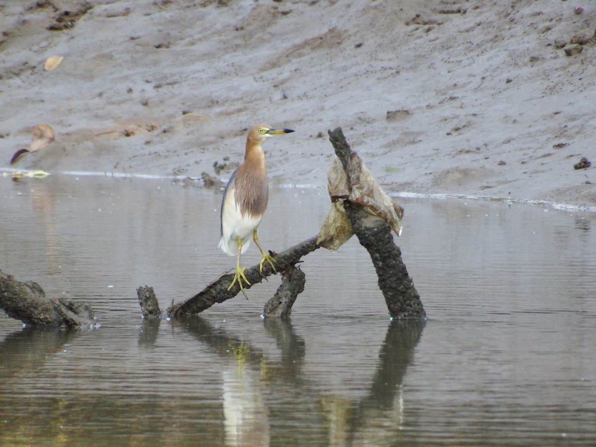 Javan Pond-Heron - ML303038191