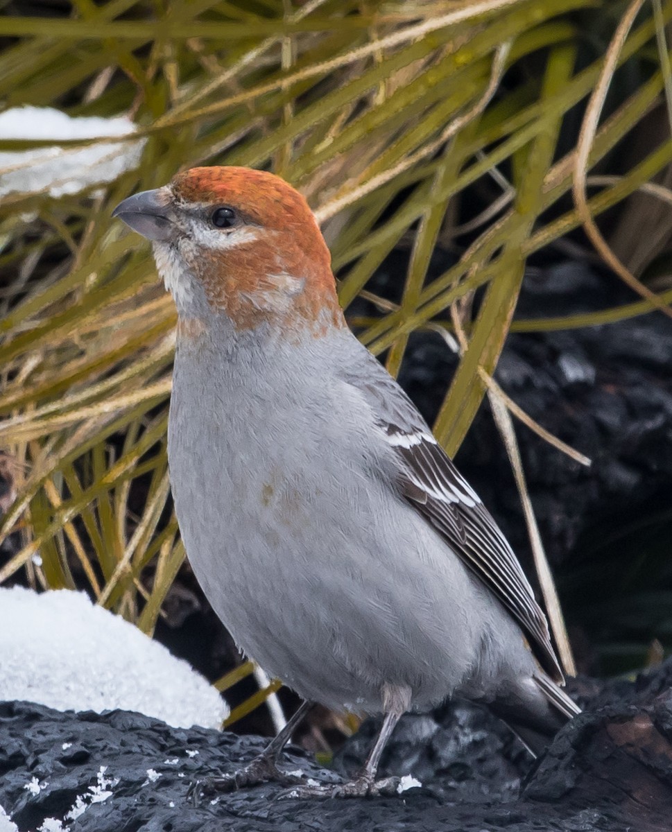 Pine Grosbeak - ML303041051