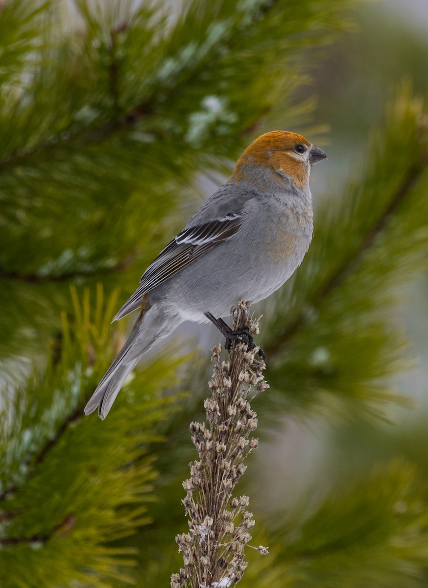 Pine Grosbeak - ML303041071