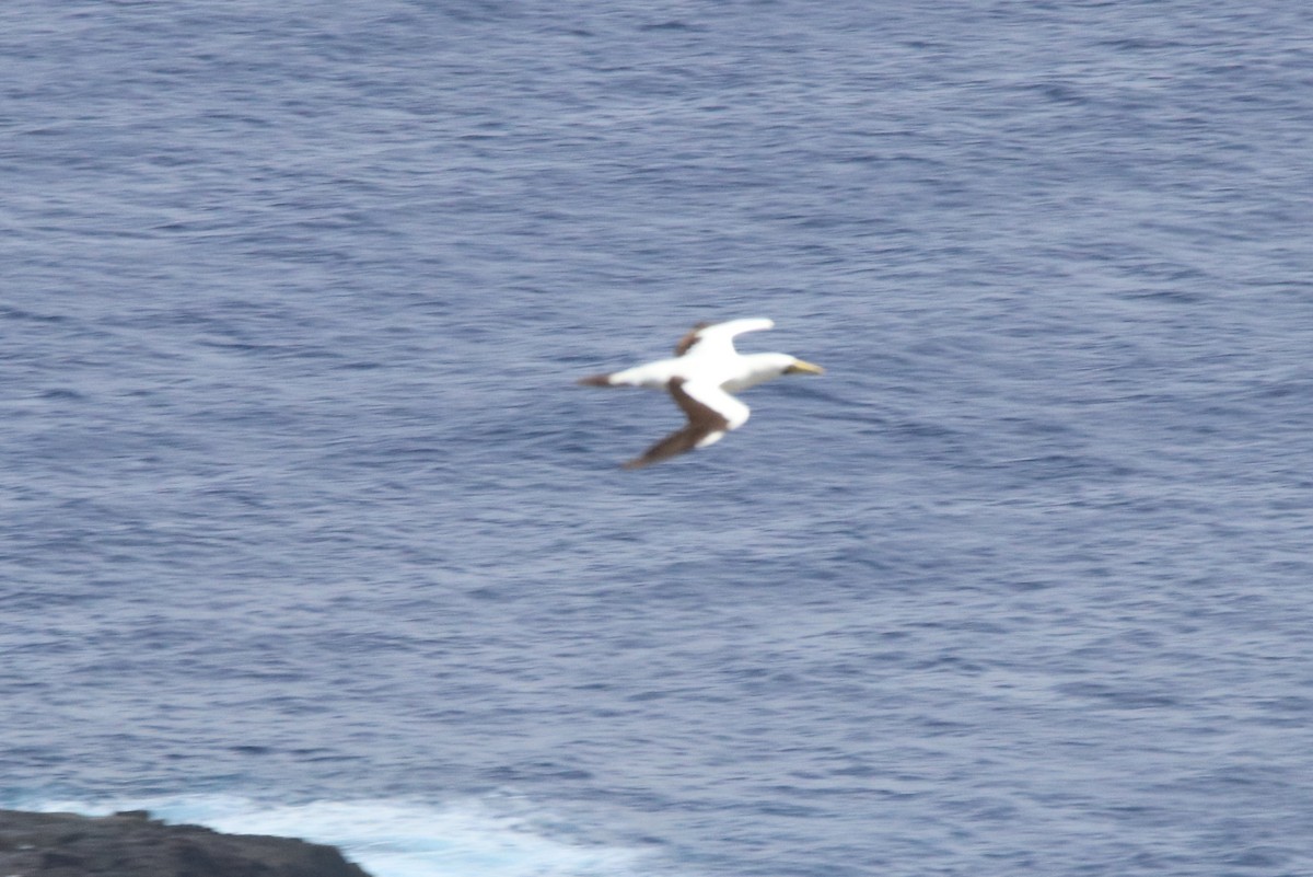 Masked Booby - ML303044661