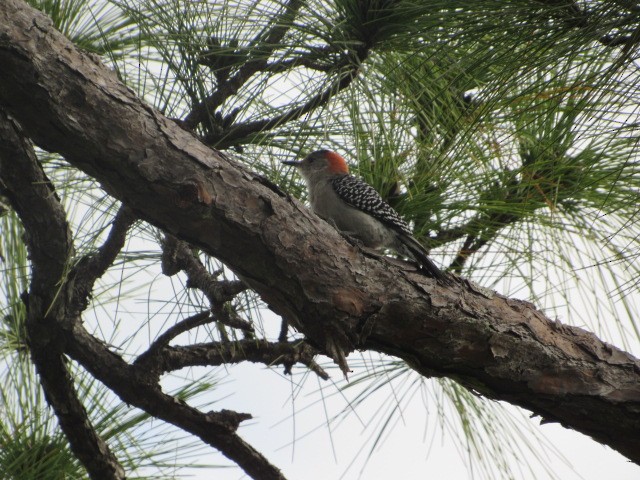 Red-bellied Woodpecker - Corban Hemphill