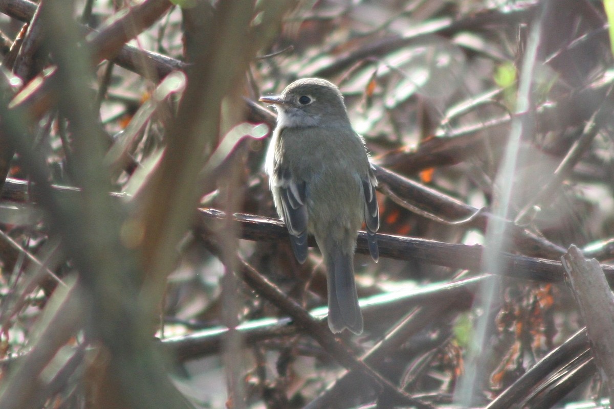 Least Flycatcher - ML303045821