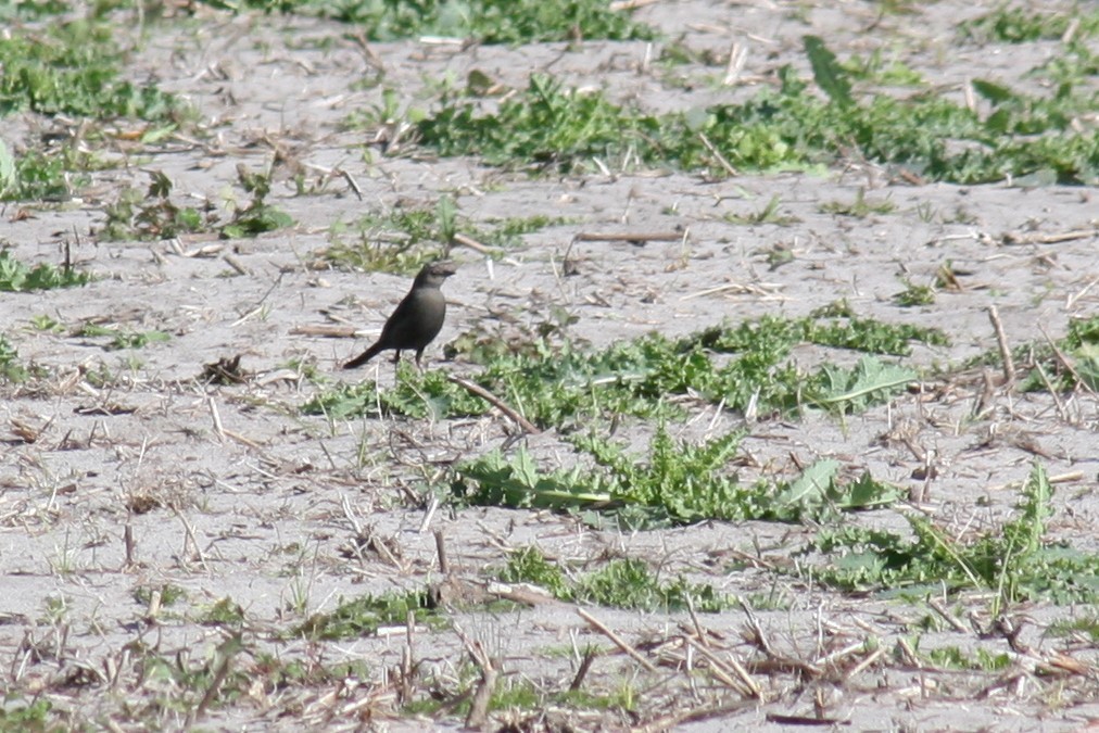 Brewer's Blackbird - ML303045901