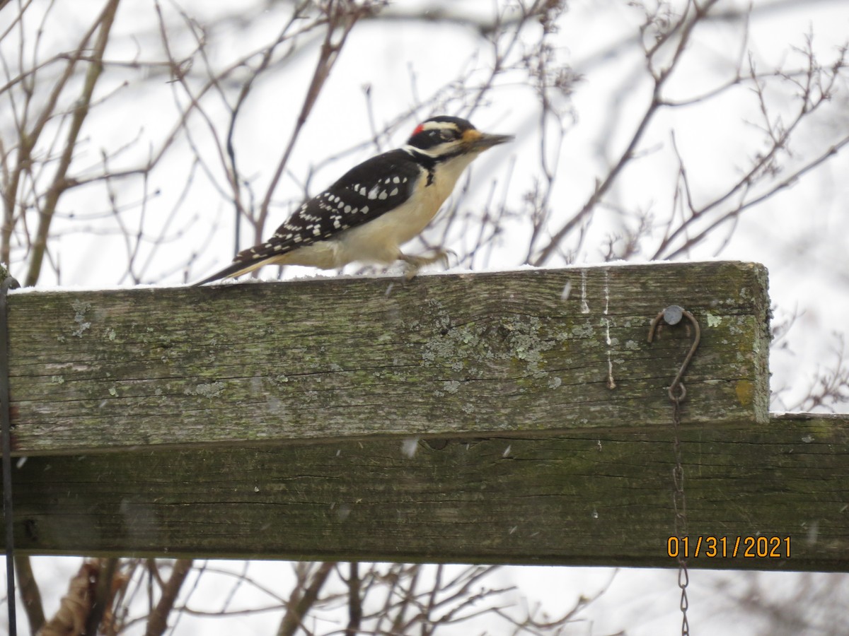 Hairy Woodpecker - ML303046761