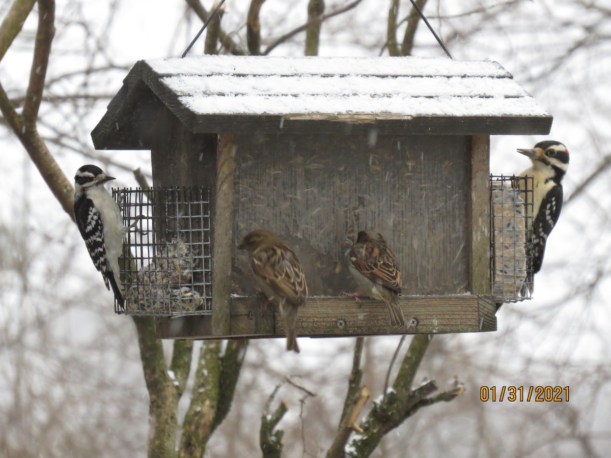 Hairy Woodpecker - ML303046771