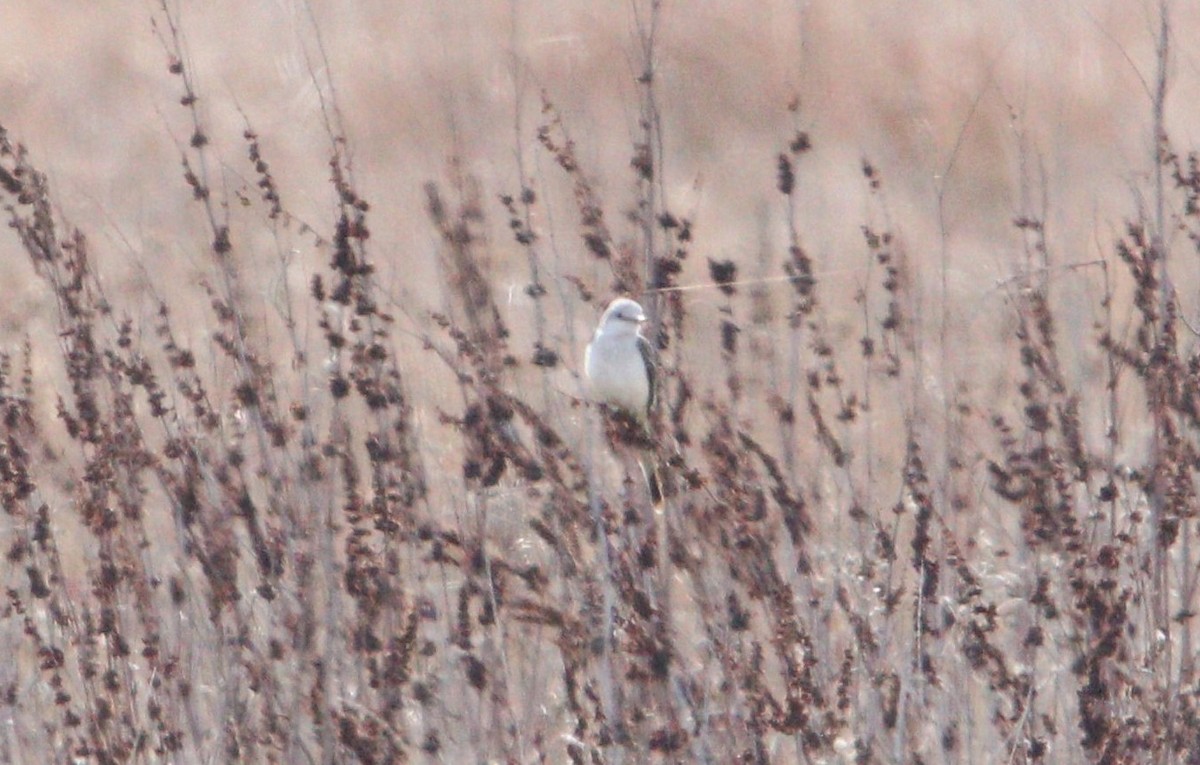 Scissor-tailed Flycatcher - ML303046781