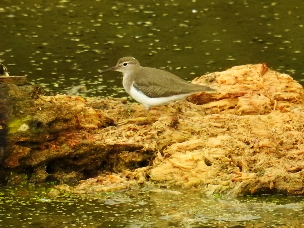 Spotted Sandpiper - ML303047561