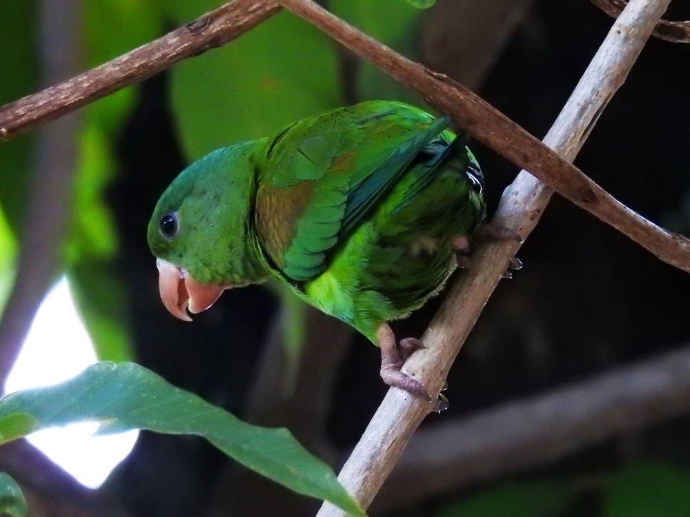 Orange-chinned Parakeet - Fernando Nunes