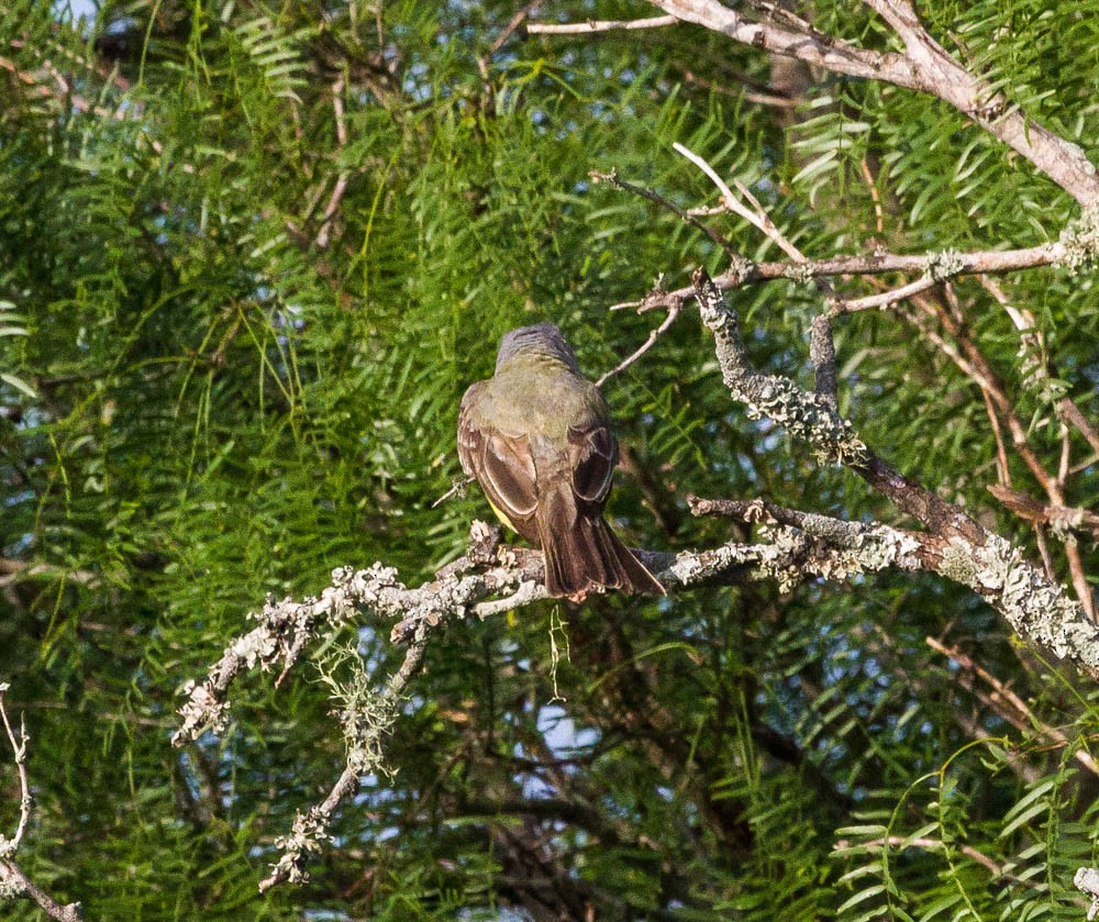 Tropical/Couch's Kingbird - ML30304831