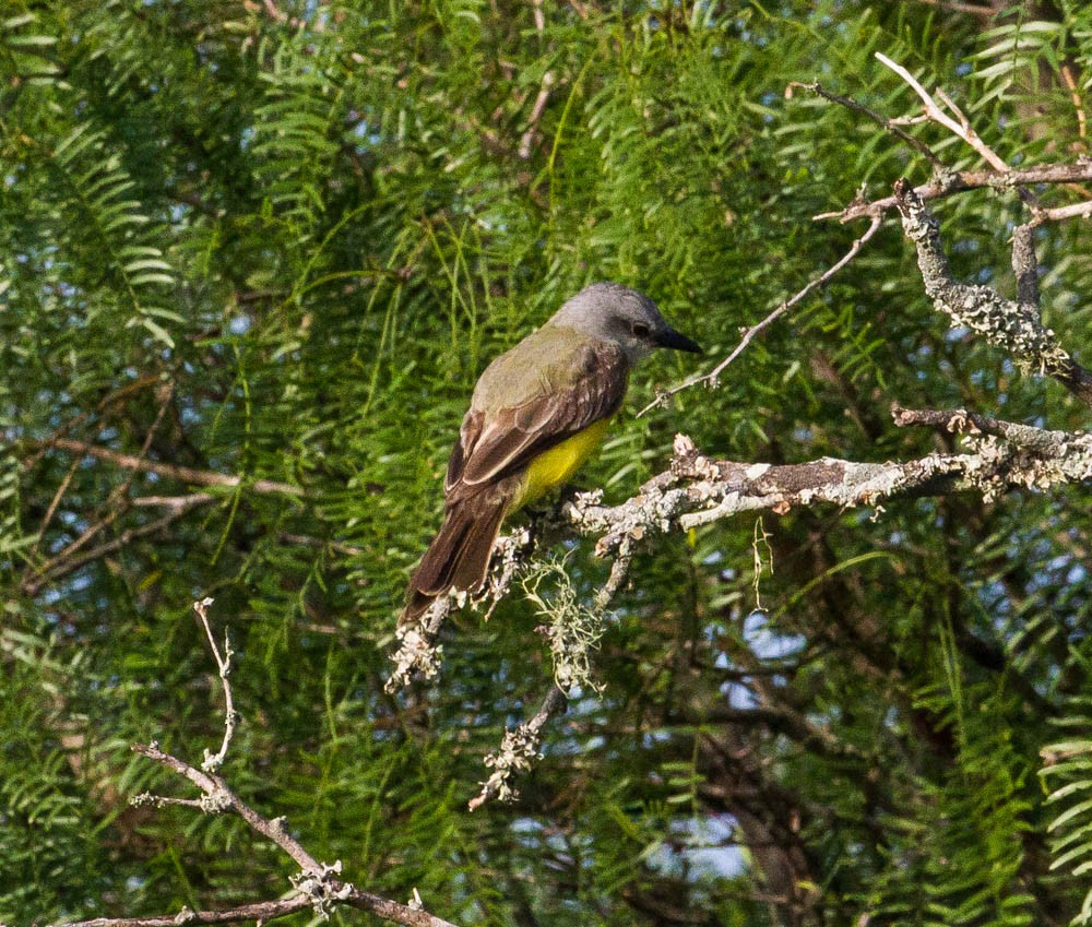Tropical/Couch's Kingbird - ML30304841