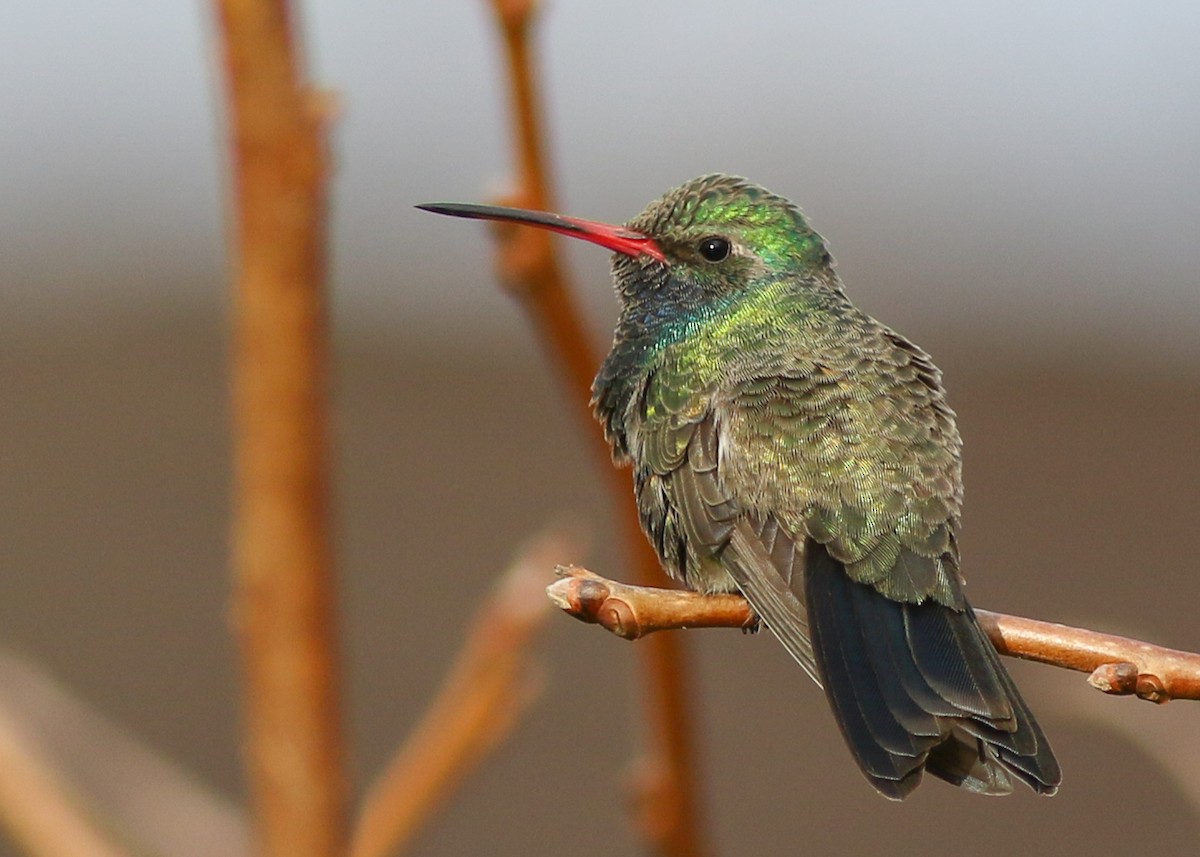 Broad-billed Hummingbird - Zane Pickus