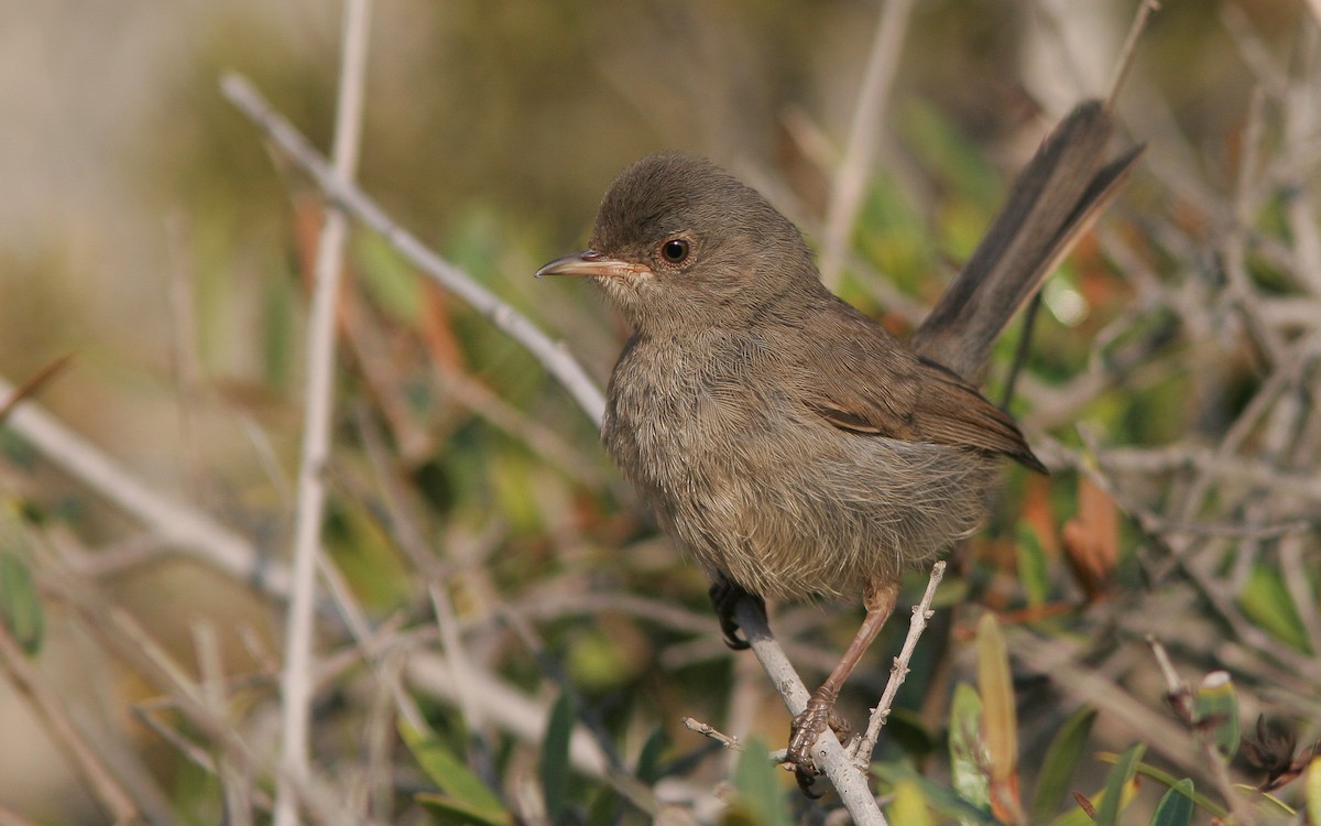 Marmora's Warbler - ML303049711