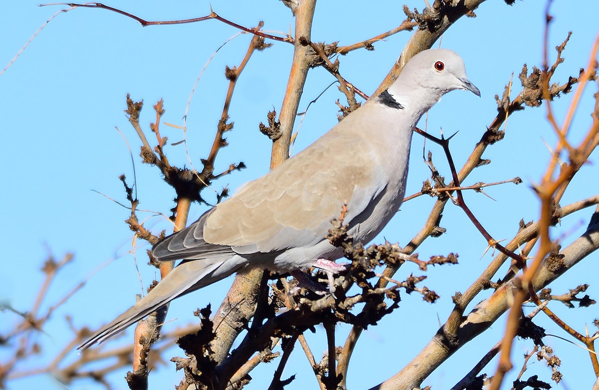 Eurasian Collared-Dove - ML303050071