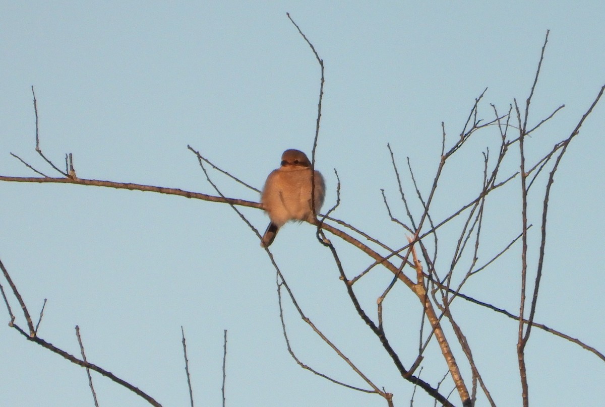 Northern Shrike - ML303050631