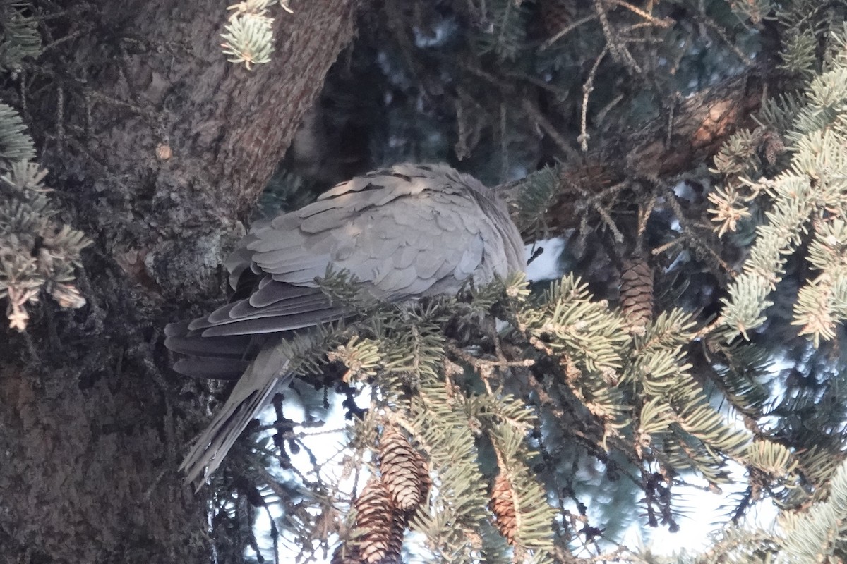 Eurasian Collared-Dove - Cameron Eckert