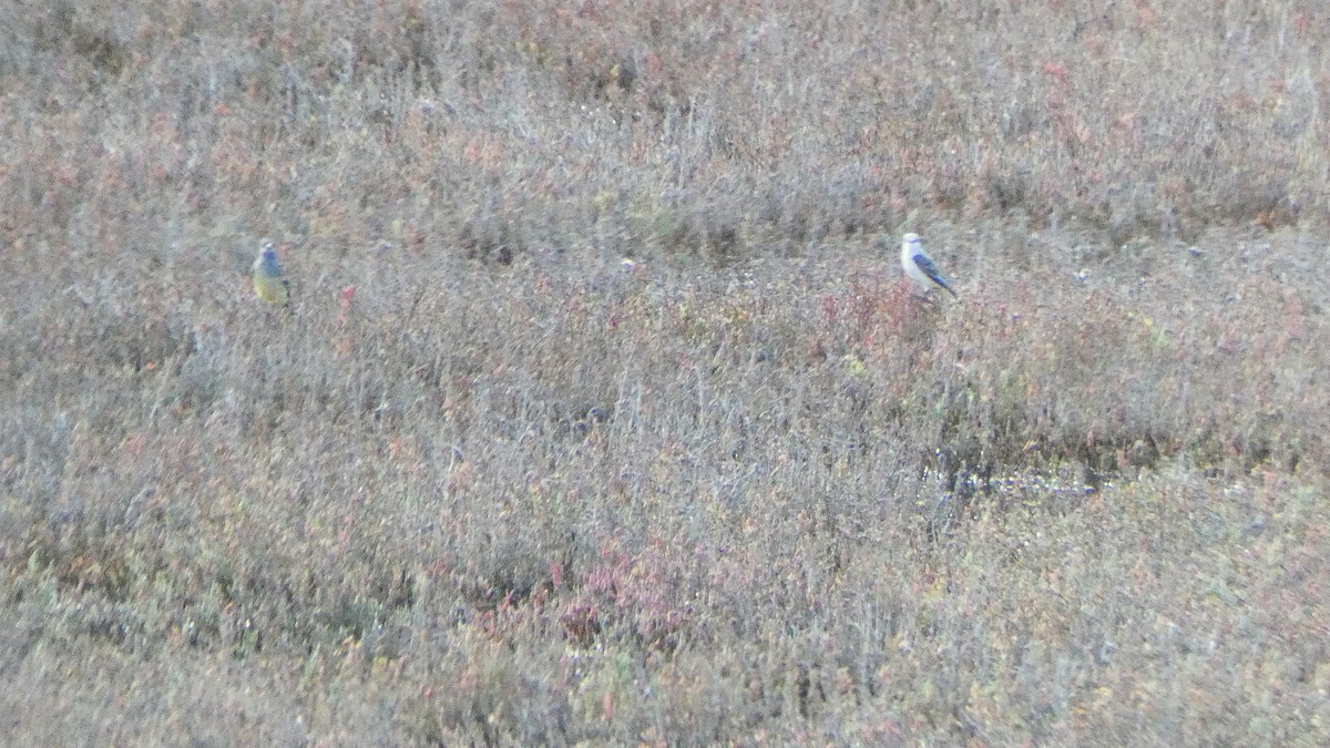 Scissor-tailed Flycatcher - ML303051131