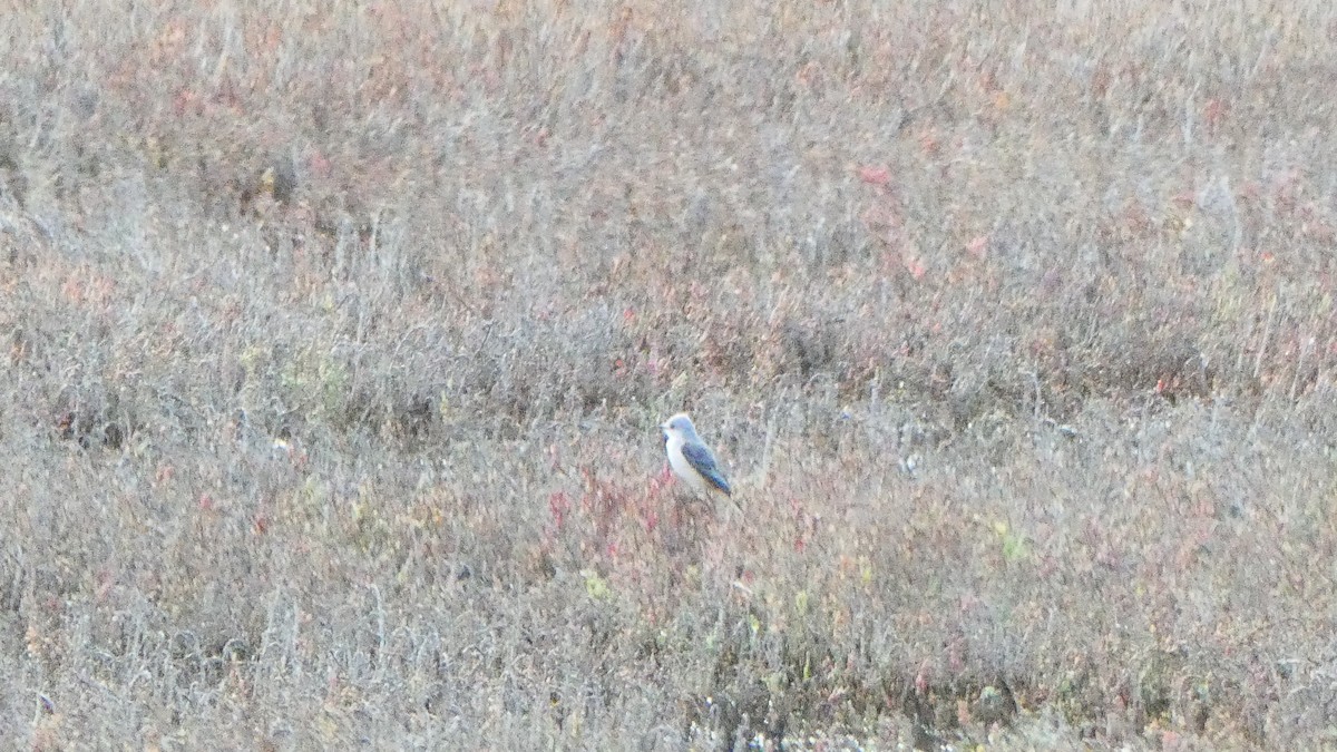 Scissor-tailed Flycatcher - ML303051211