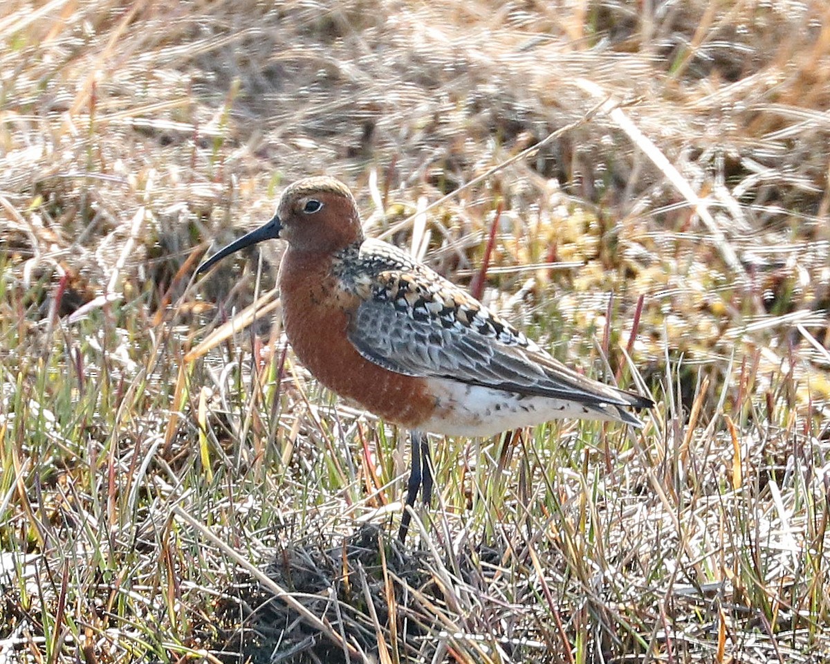 Curlew Sandpiper - ML30305391