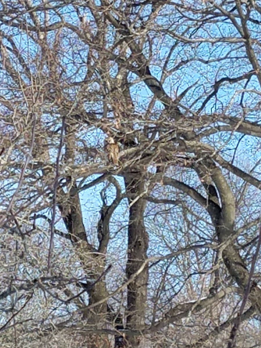 Barred Owl - ML303054941