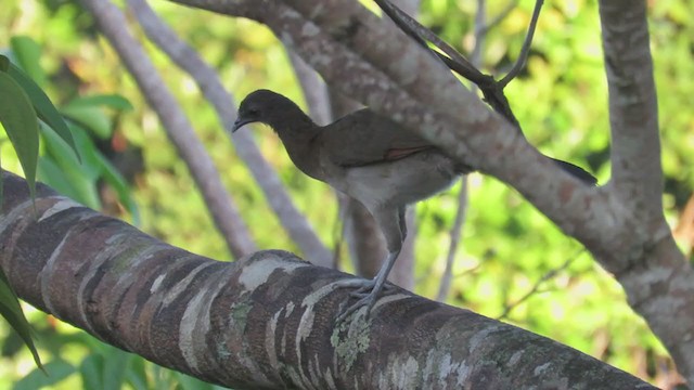 Gray-headed Chachalaca - ML303055901