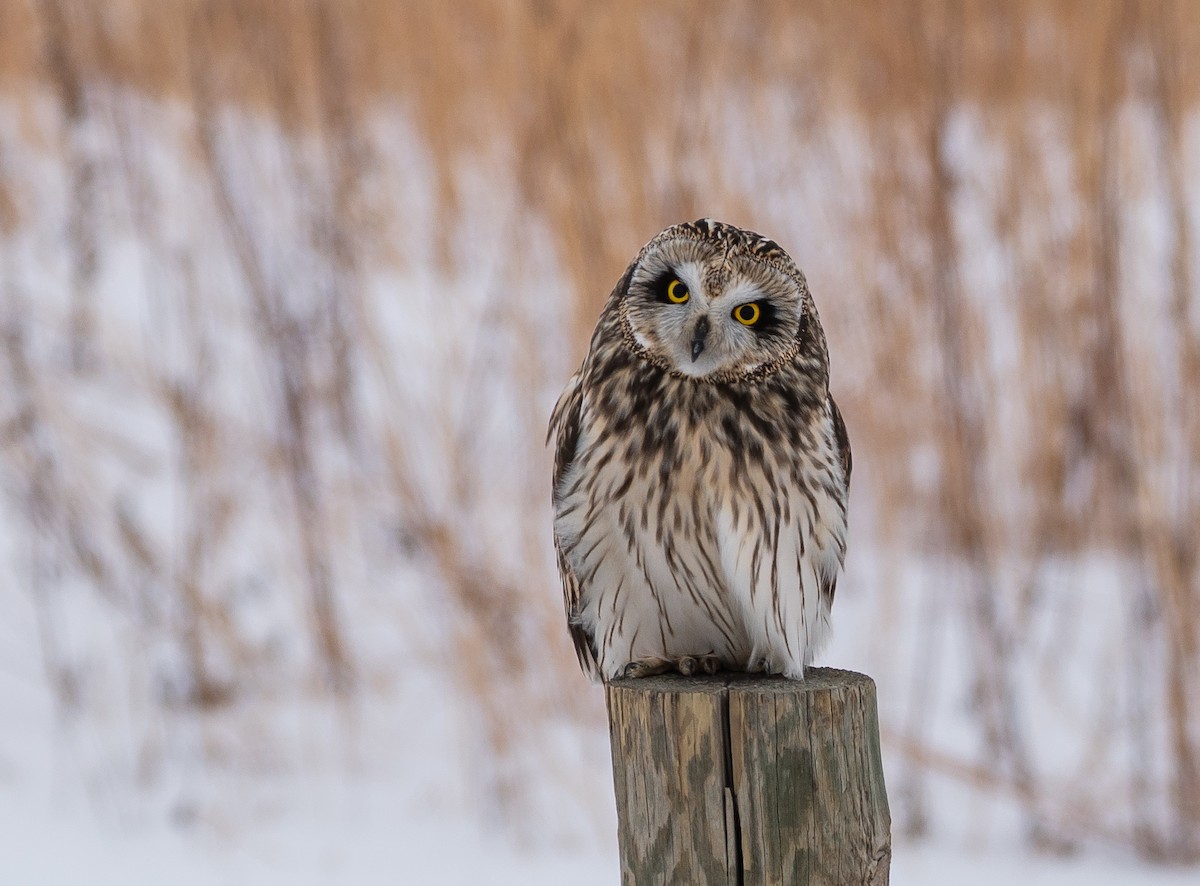 Short-eared Owl - ML303056491