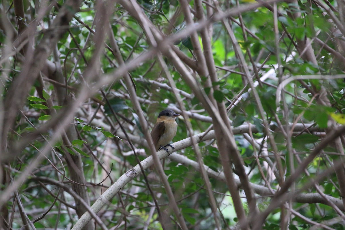 Rose-throated Becard - ML303057051