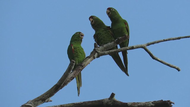 Crimson-fronted Parakeet - ML303057081