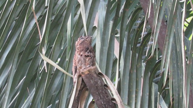 Common Potoo - ML303058291