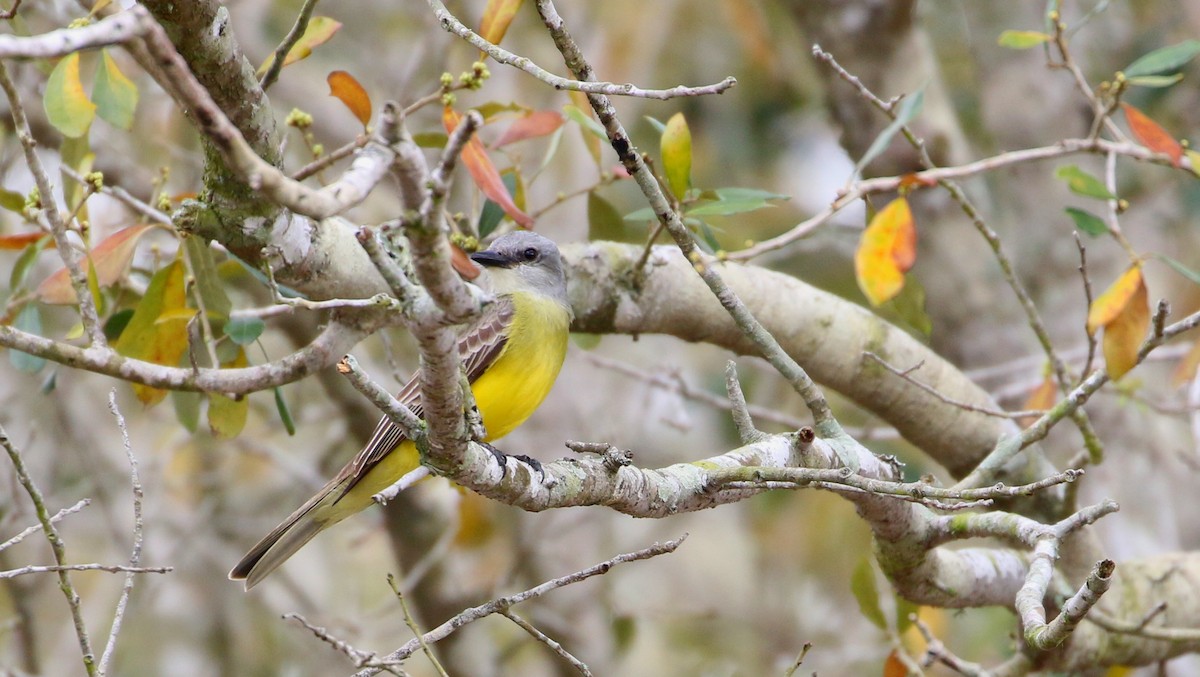 Couch's Kingbird - ML303058301