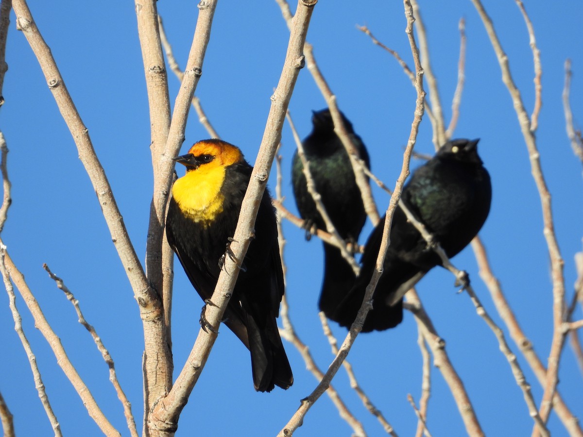 Yellow-headed Blackbird - James Castle Gaither Jr