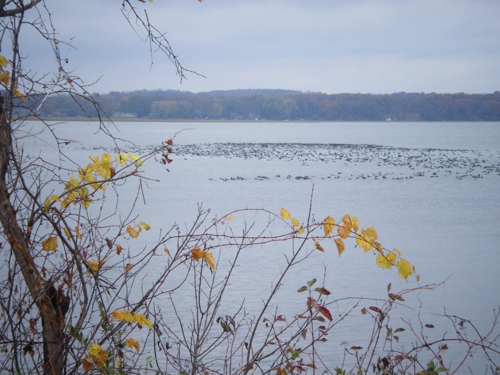 amerikasothøne - ML303059391