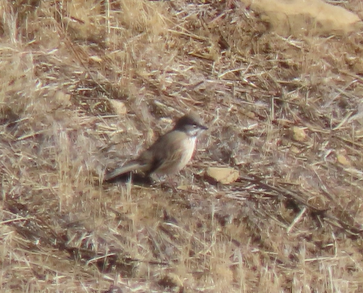 Bell's Sparrow - ML303061531