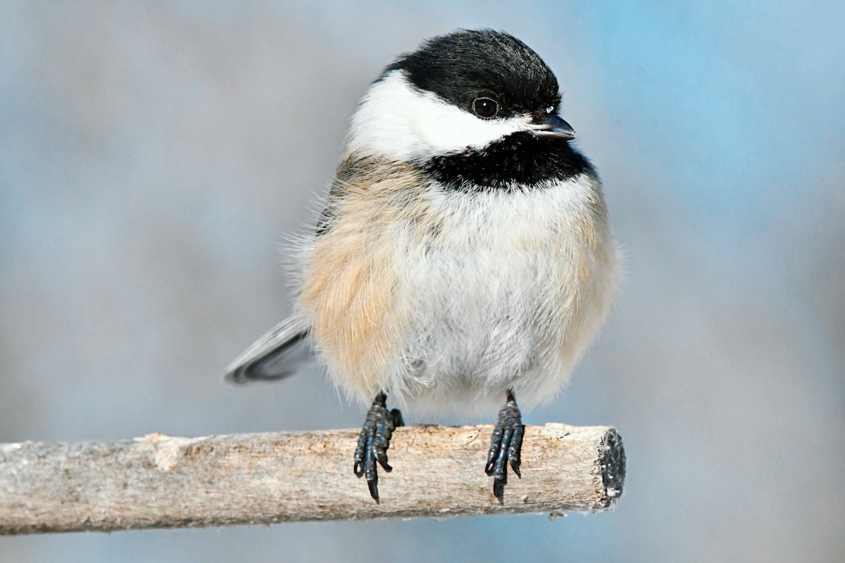 Black-capped Chickadee - Francois St-Cyr