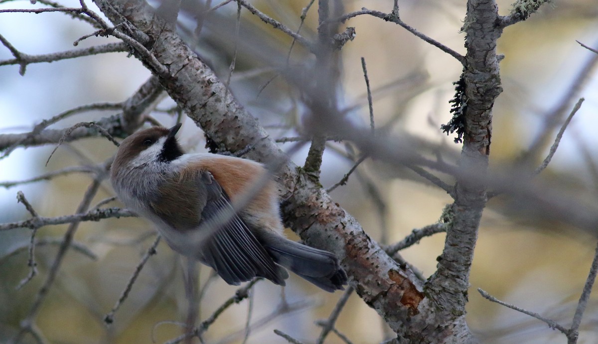 Boreal Chickadee - ML303065741