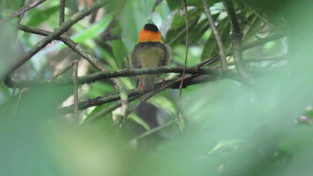 Orange-collared Manakin - ML303065931