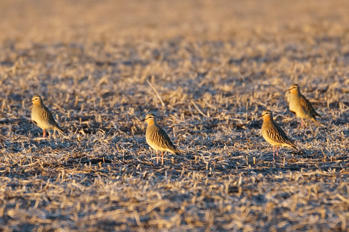 Tawny-throated Dotterel - ML30306681