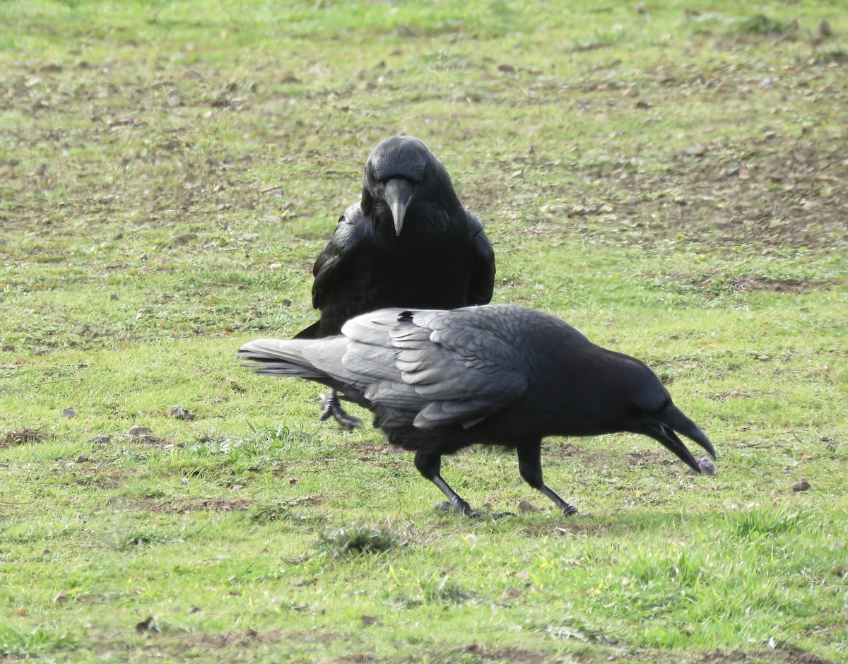 Common Raven - ML303067101