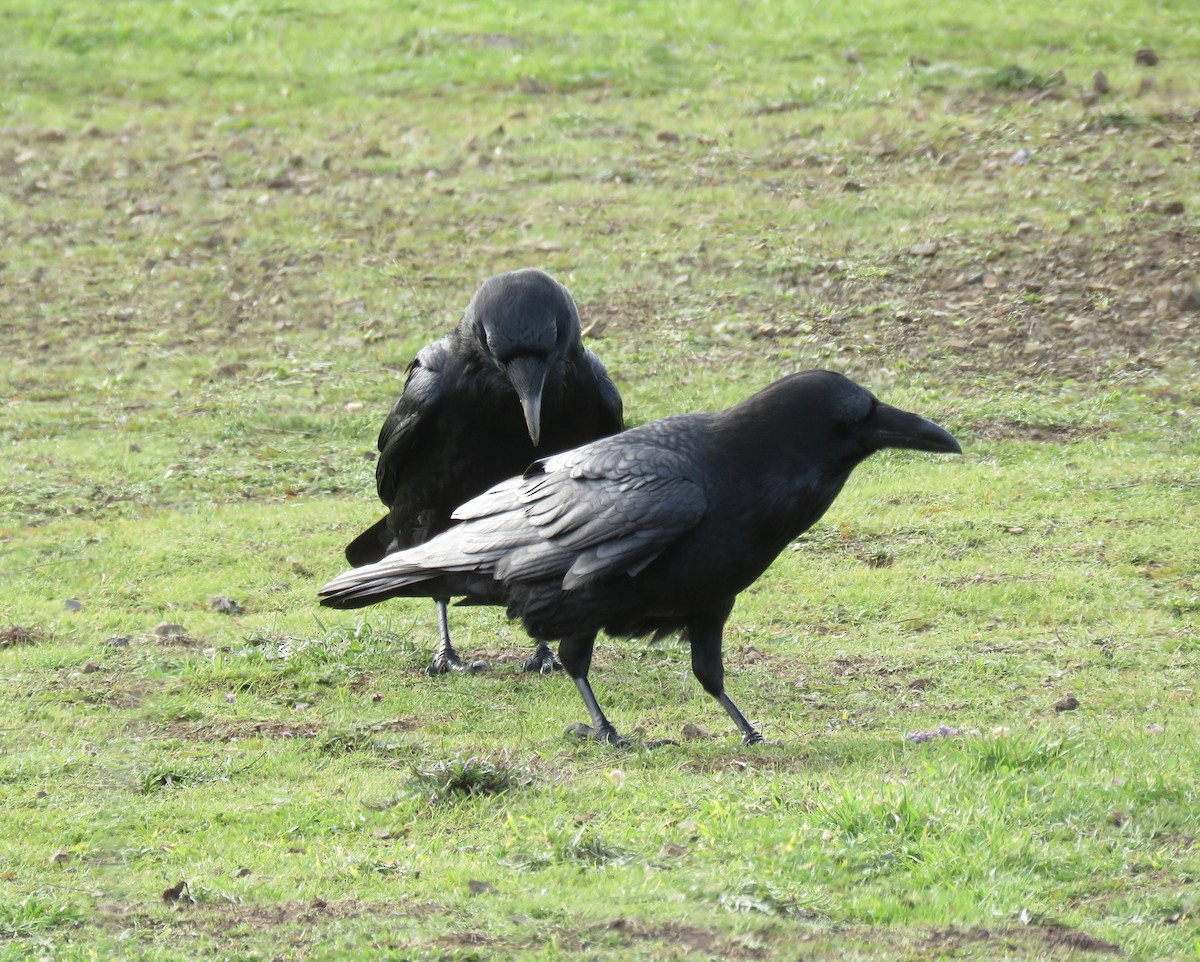 Common Raven - ML303067201