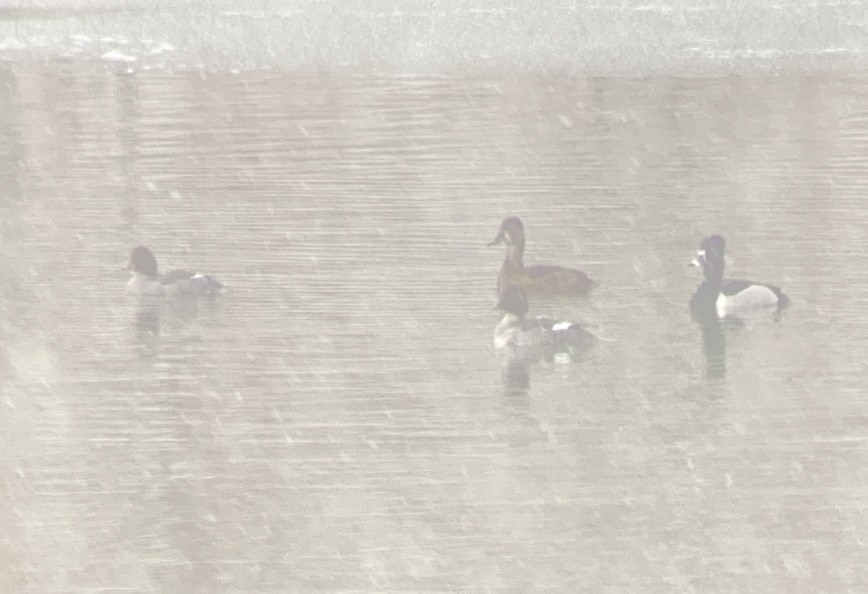 Common Goldeneye - ML303068971