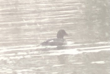 Common Goldeneye - ML303068981