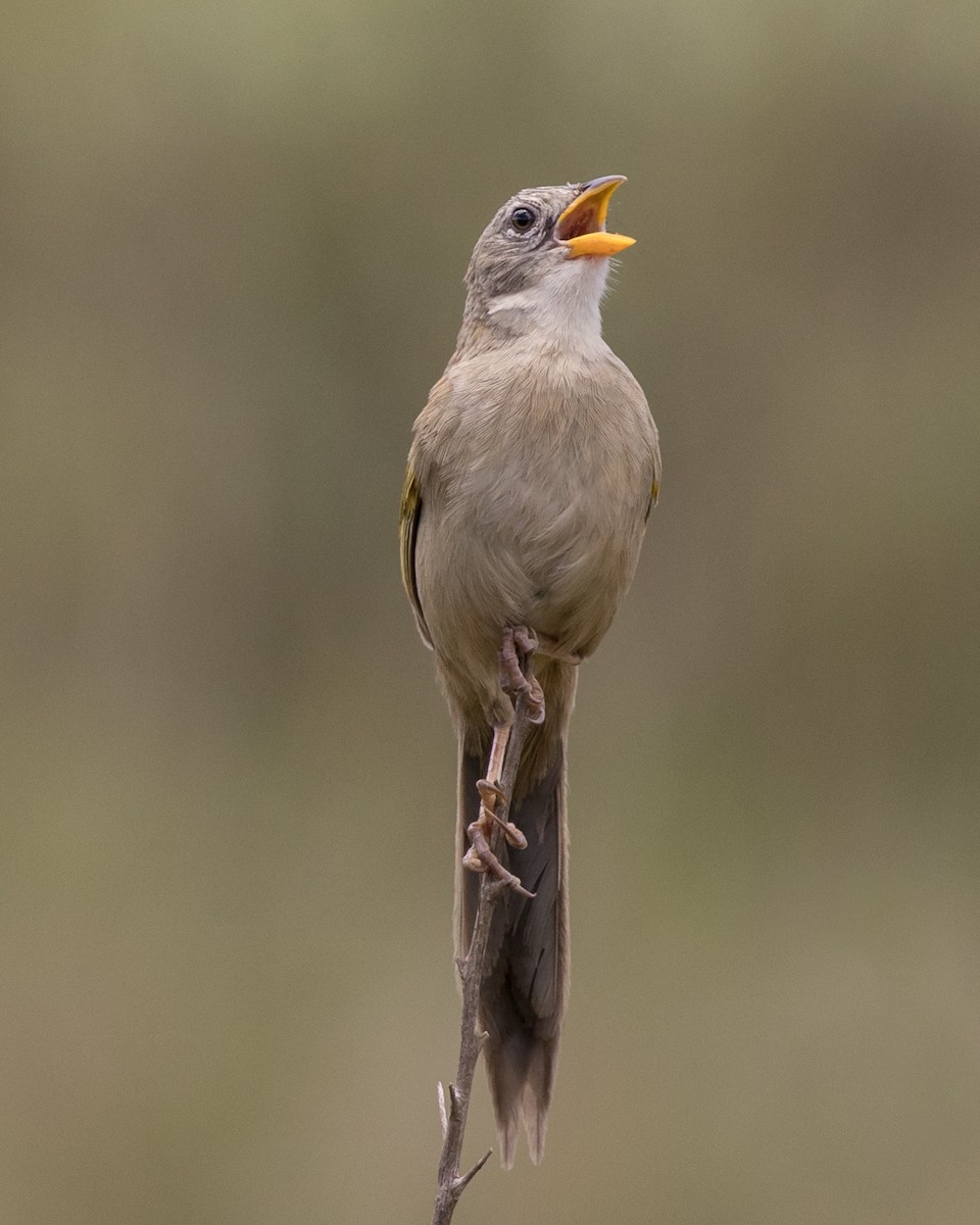 Wedge-tailed Grass-Finch - Lívia Queiroz