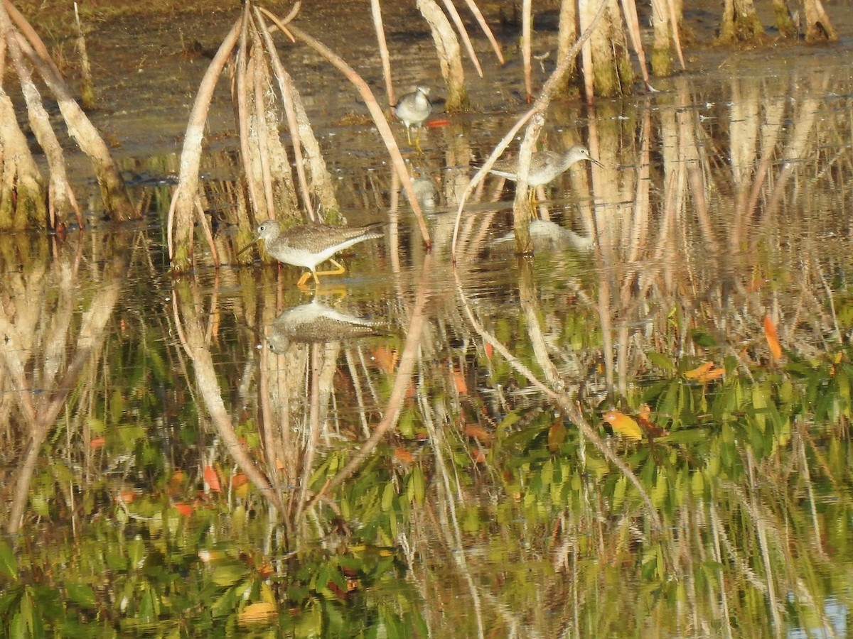 Lesser Yellowlegs - Shirley Bobier