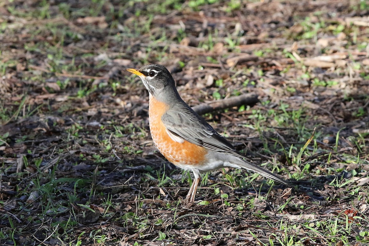 American Robin - ML303071011