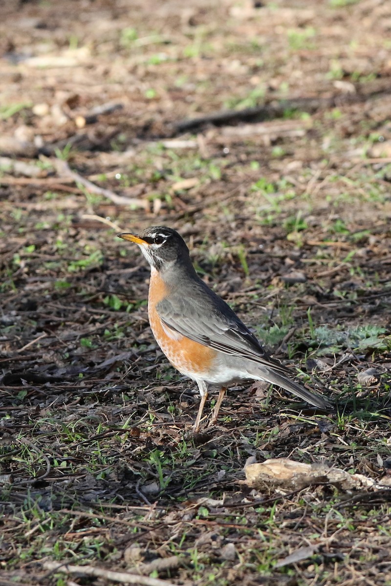 American Robin - ML303071041